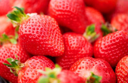 産地レポート あまおう