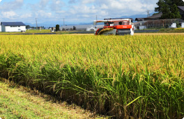 産地レポート デニーズのあきたこまち