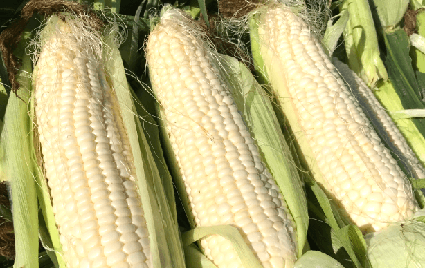 ピュアホワイト