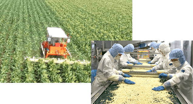 ピュアホワイト