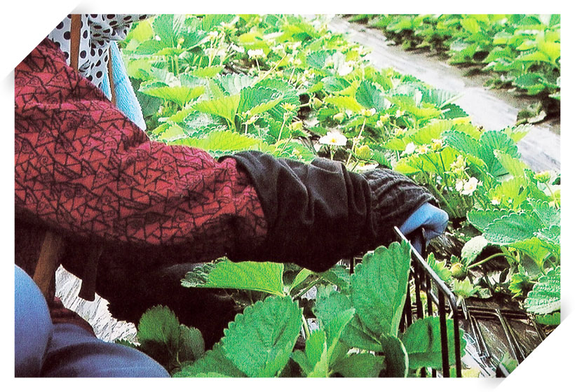 福岡県産だけ!?あまおう栽培のこだわり