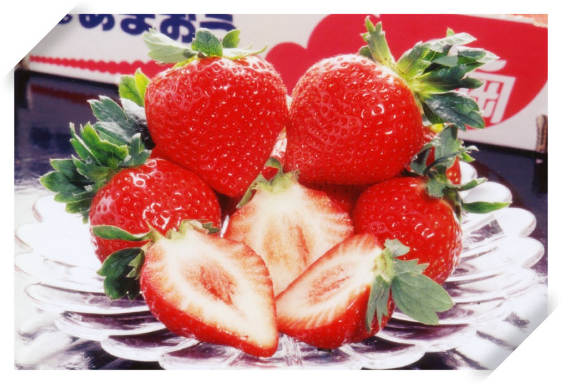 ギネス認定!?あまおうは世界一の…