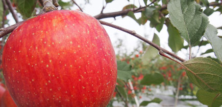 健康によいりんごの栄養