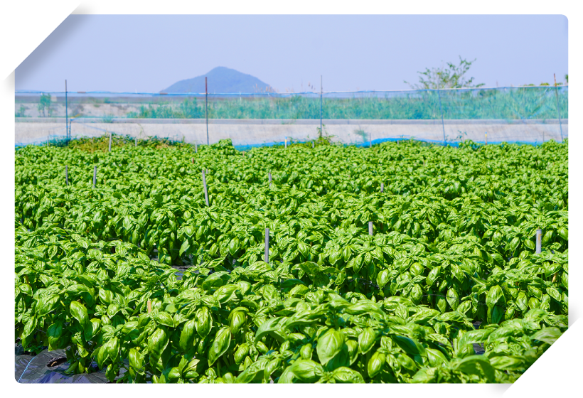 九州地方で多く収穫される理由