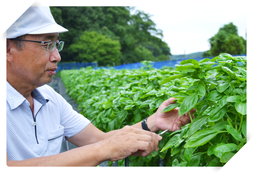 フレッシュなバジルの収穫