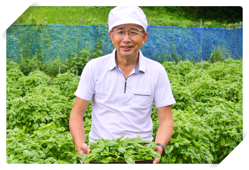 バジルがパスタのジェノベーゼソースになるまで