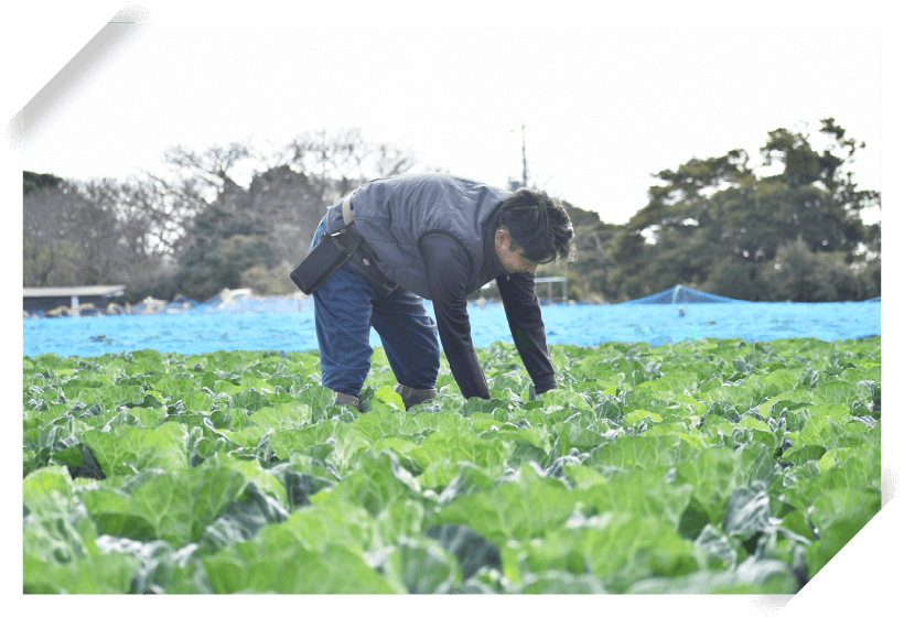秋まき春どり「春キャベツ」
