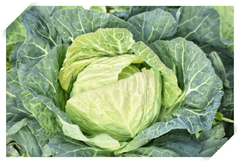 豊富な栄養素をもつキャベツの魅力