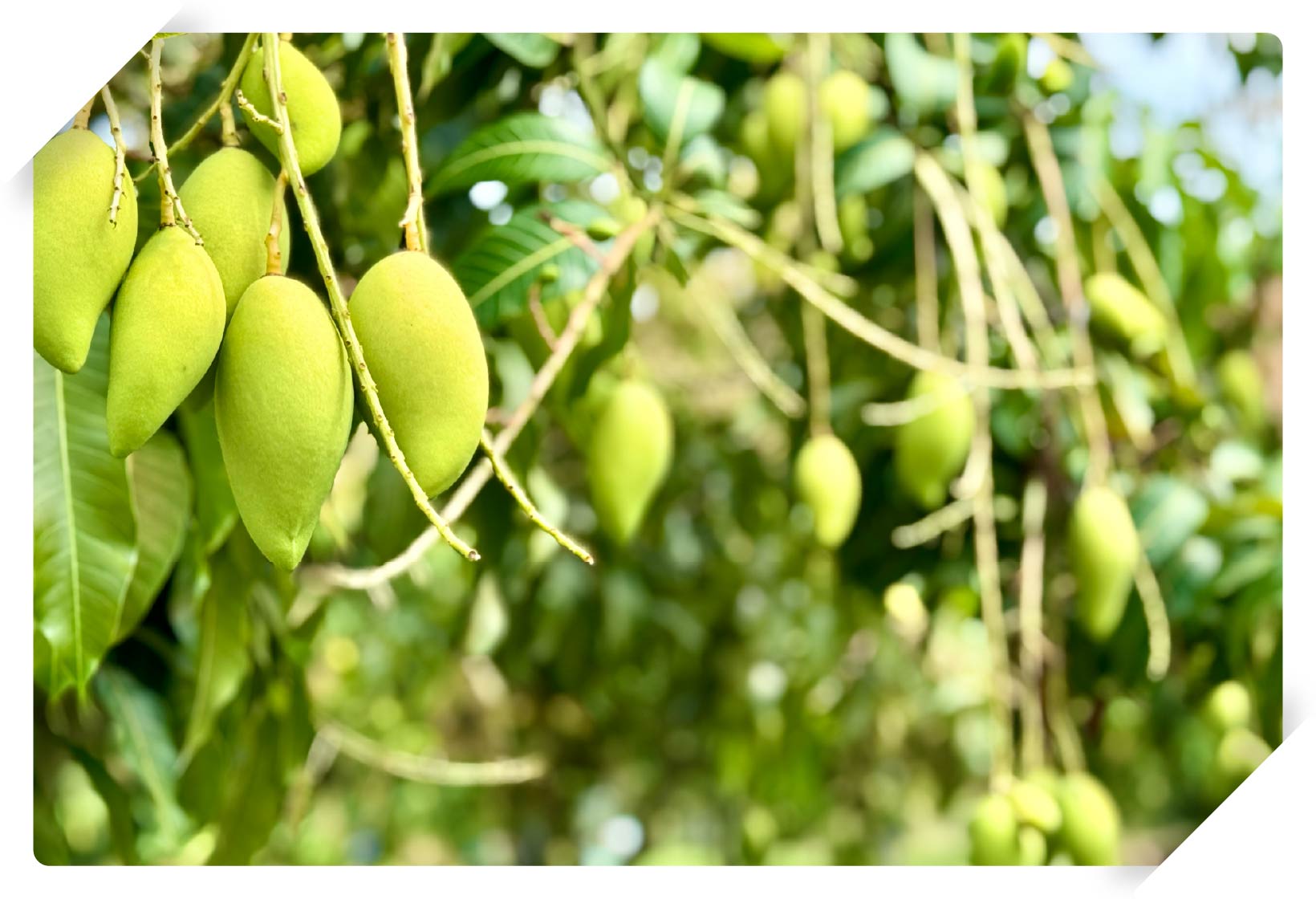 タイマンゴー「ナンドクマイ」の美味しさの理由