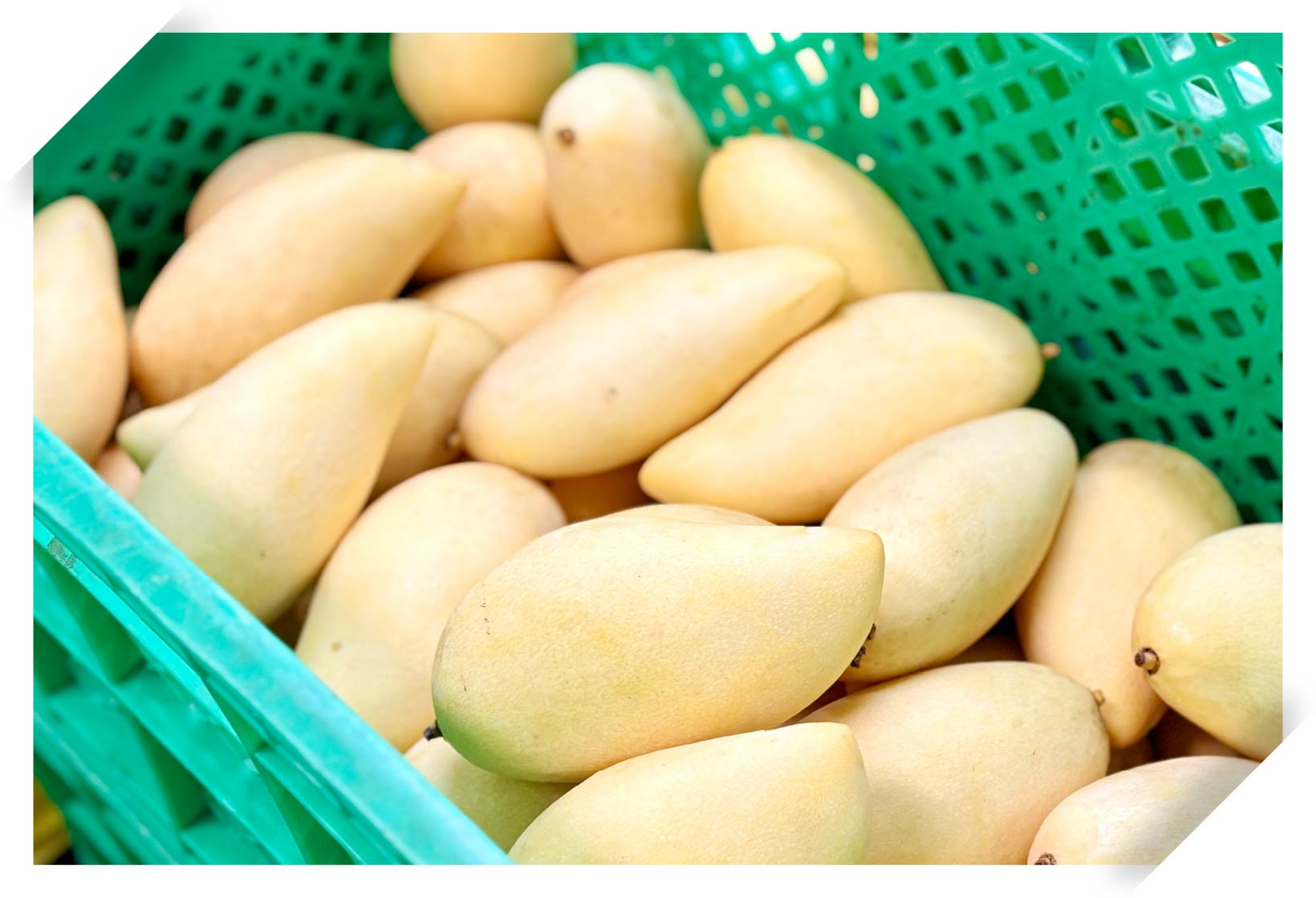 収穫~熟度管理~空輸まで