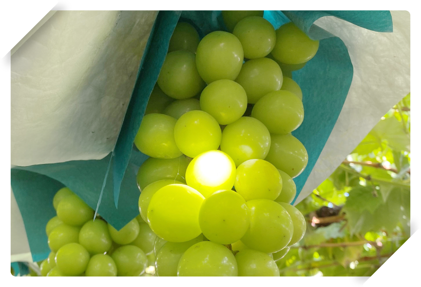 大きな果実を育てる技術