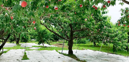 素材 おいしさの追求 桃 デニーズ