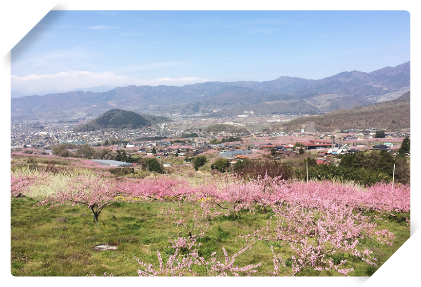 美味しい桃が成る理由