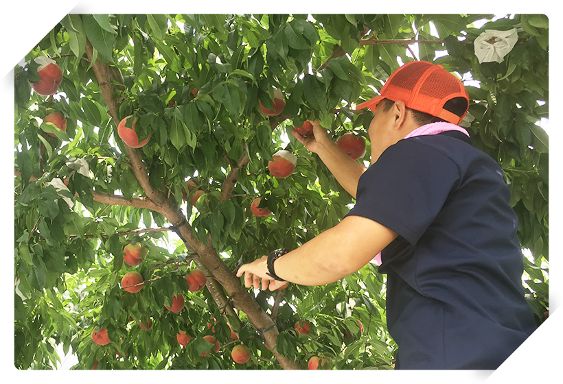 美味しい桃を育てるために