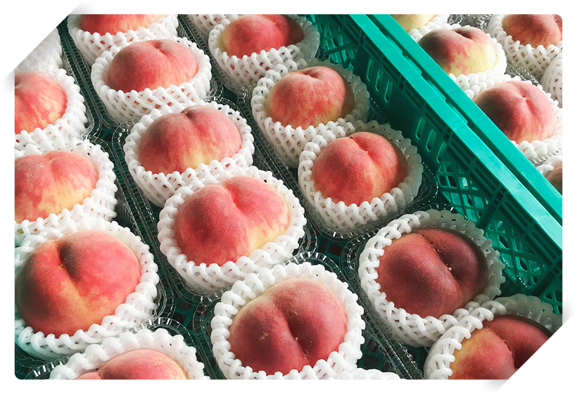 美味しい桃を大切に届ける