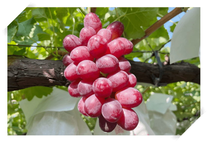 クイーンルージュ®とは?