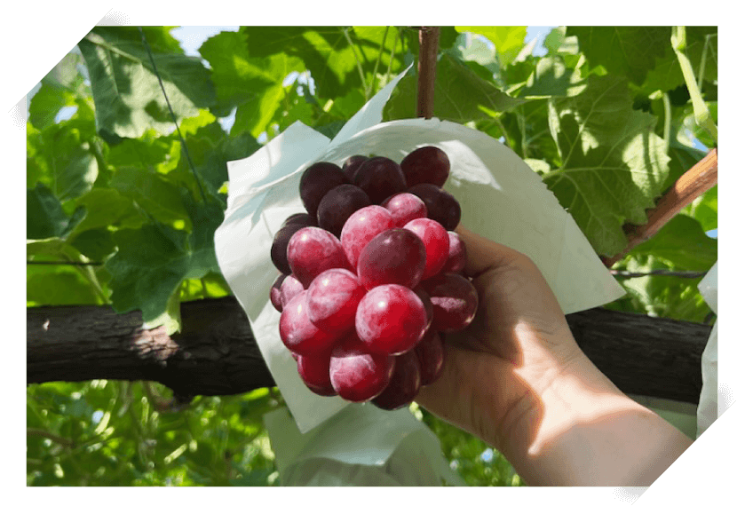 美味しいクイーンルージュ®を育てる技術