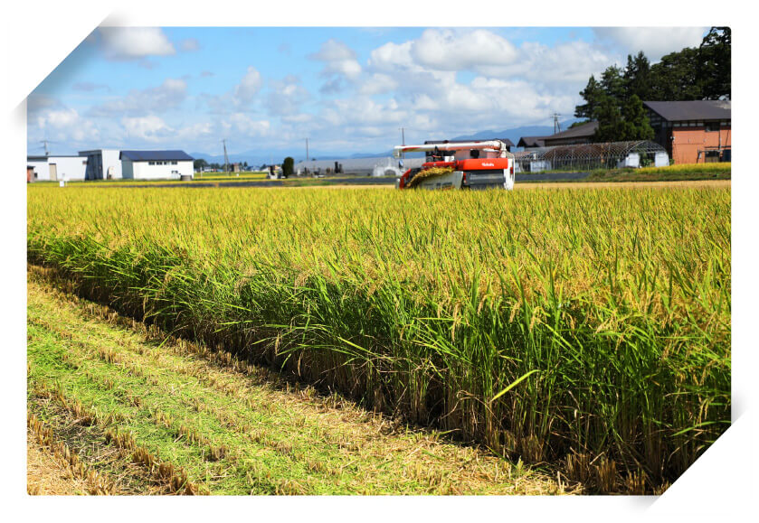 デビュー40周年!「あきたこまち」の魅力はコレ!