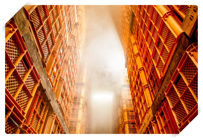 熟成にこだわり、さつまいもと向き合う