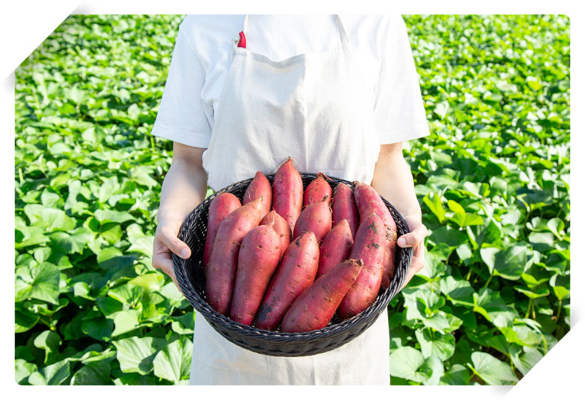 身体にも美味しい!豊富な栄養素を含むさつまいも